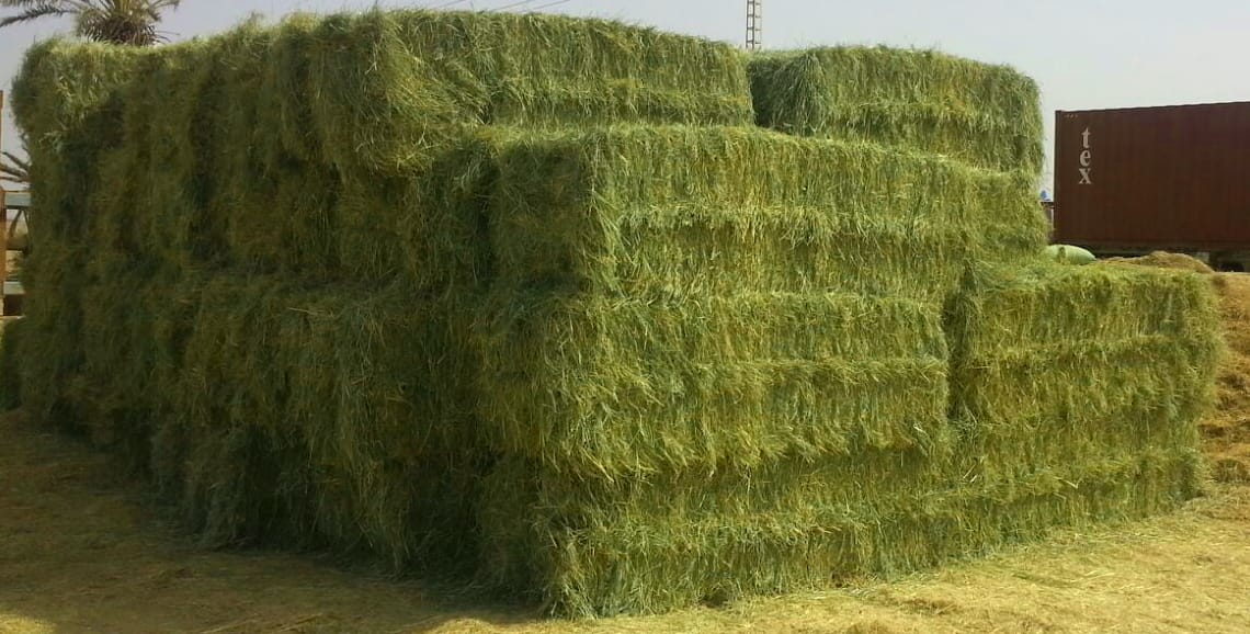 Rhode Grass